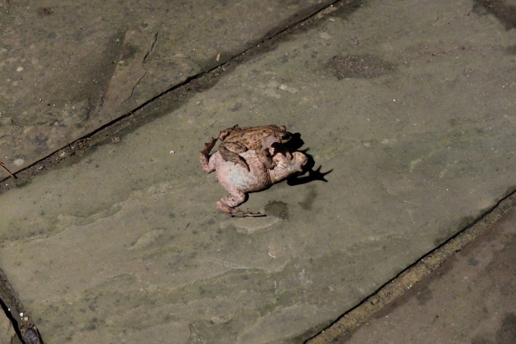 Toads, Toads, Toads!