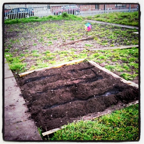 The potato patch