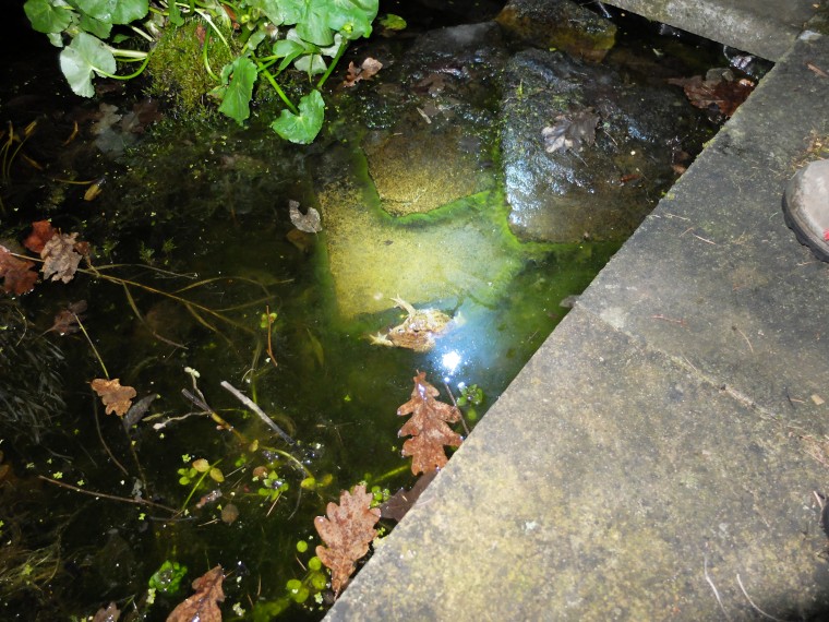 The two mating toads in a more toad like environment.